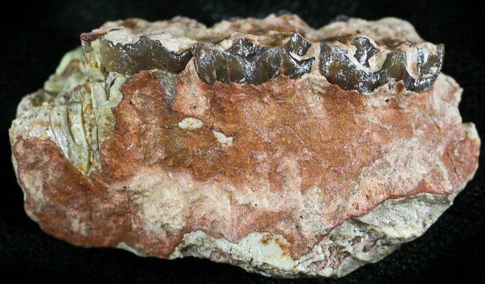 Oligocene Horse (Mesohippus) Jaw Section #25049